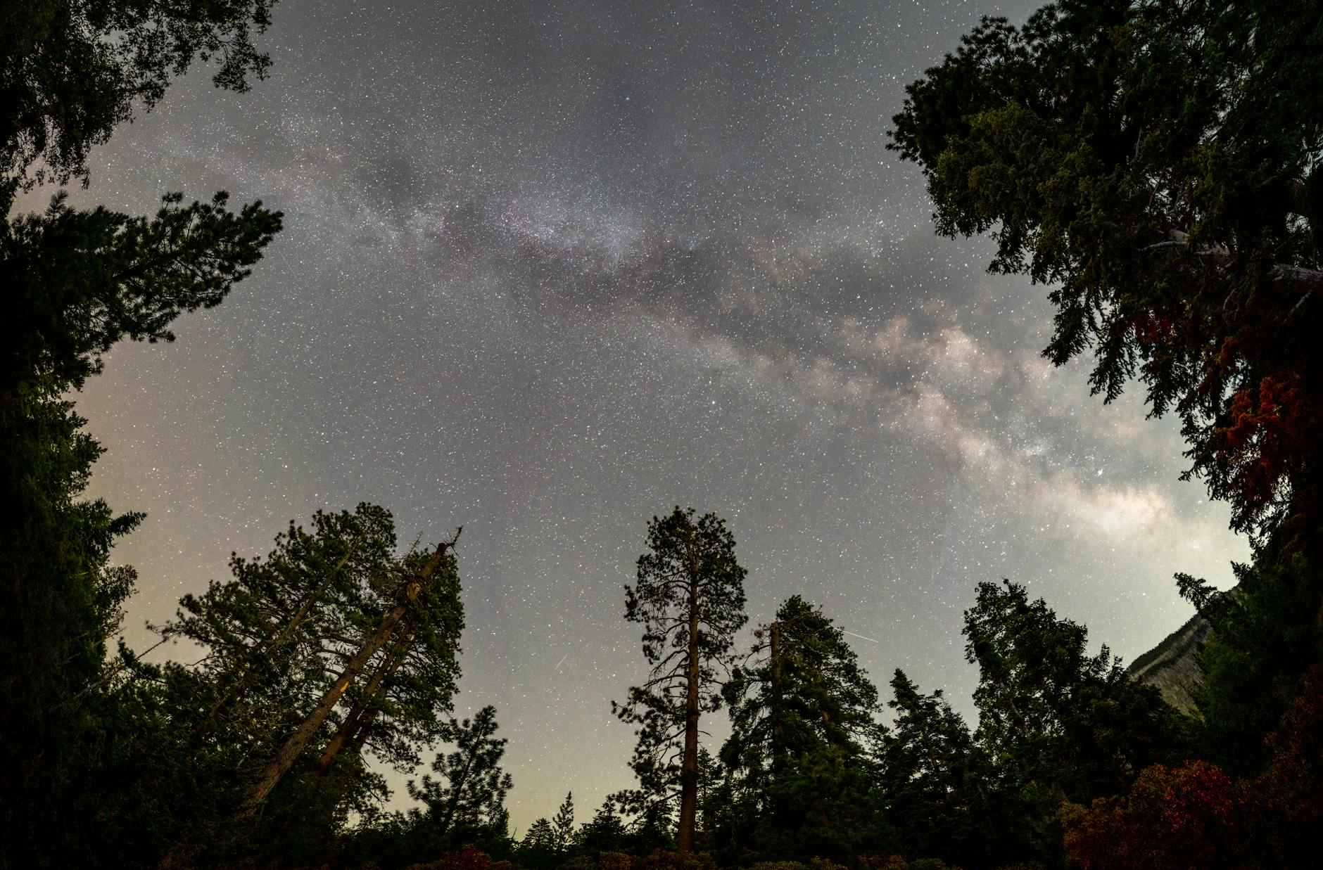 Angelus Oaks