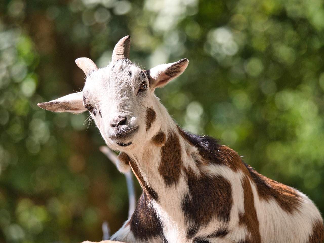 Bock