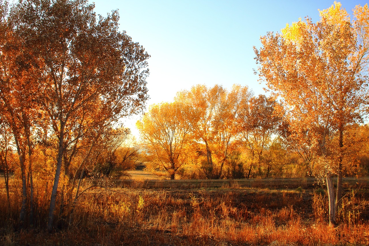 Bosque