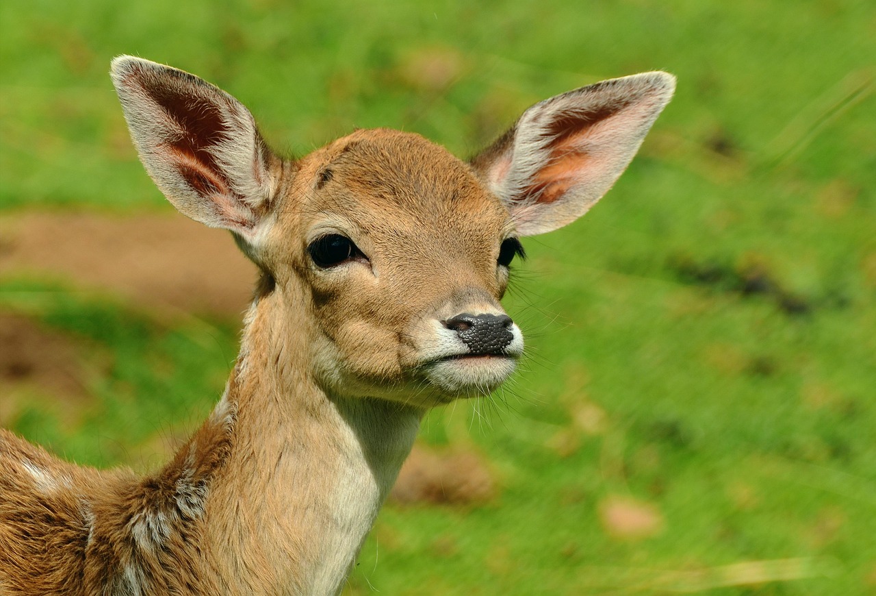 Deer Trail