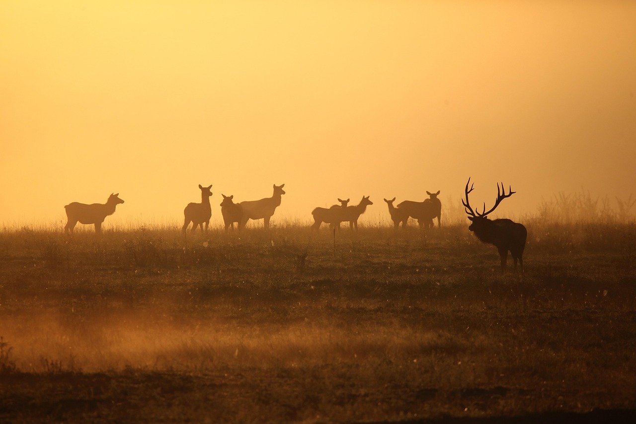 Elk Mound
