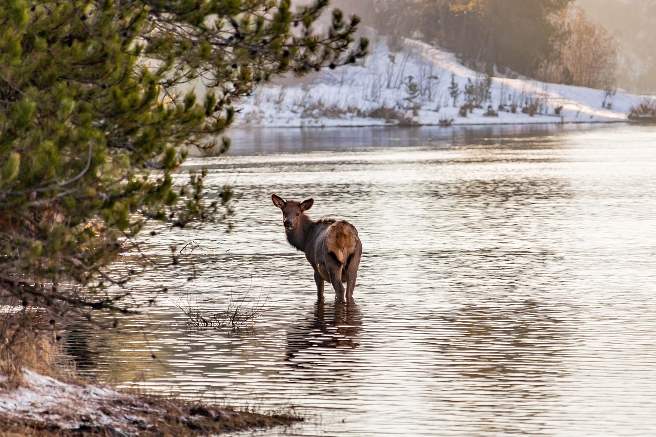 Elk River