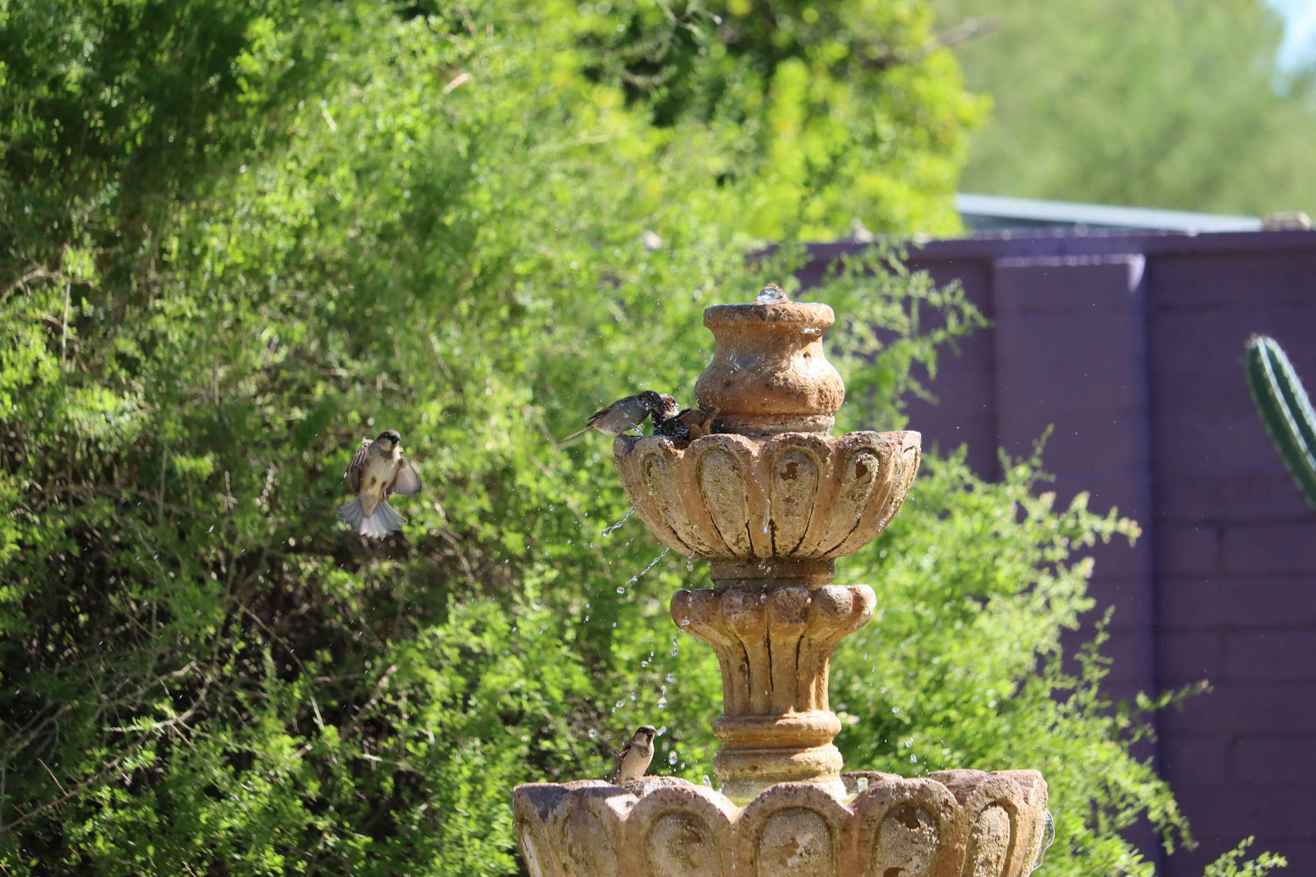 Fountain Hills