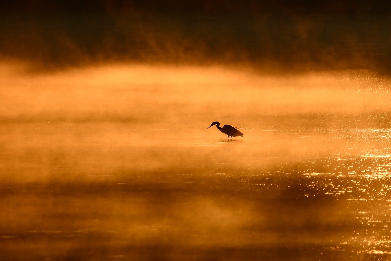 Heron Lake