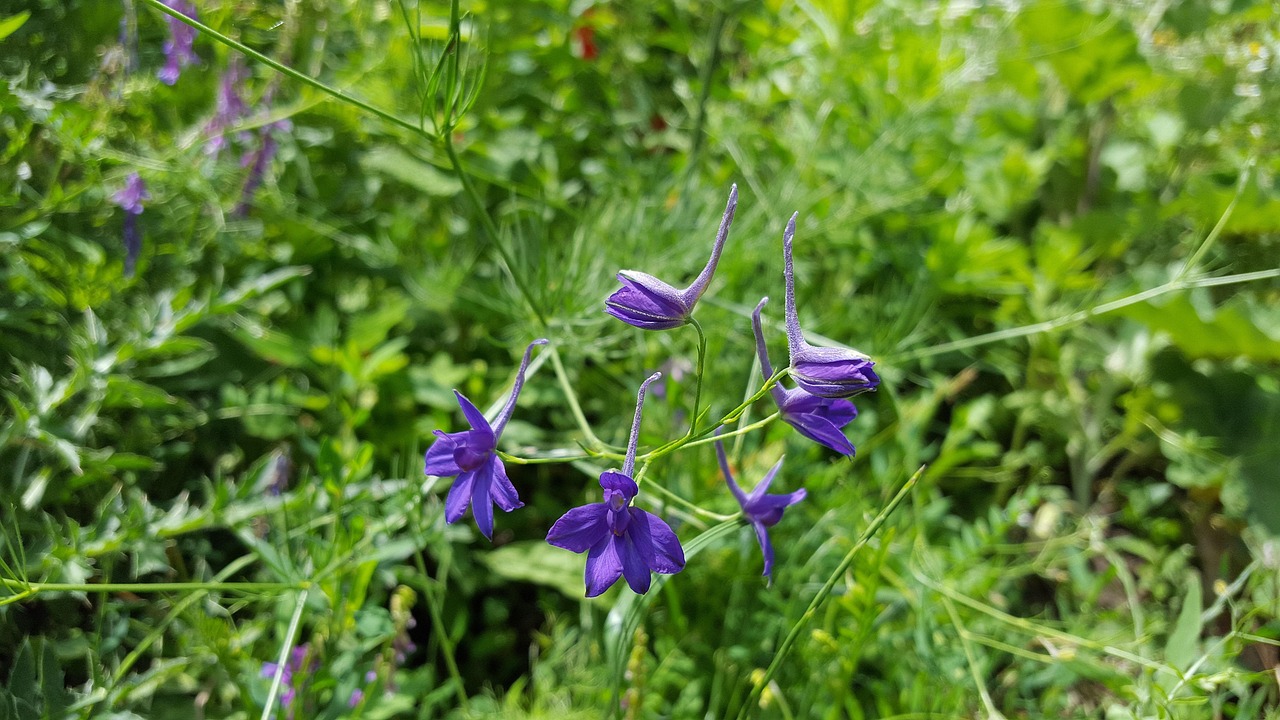 Larkspur