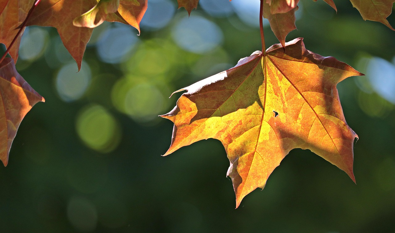 Maple Plain