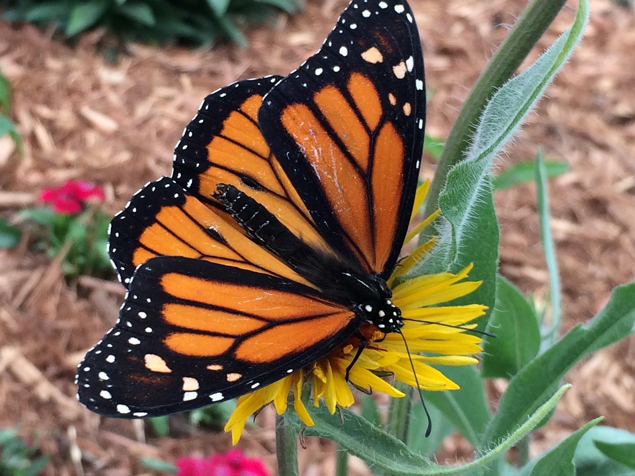 Monarch