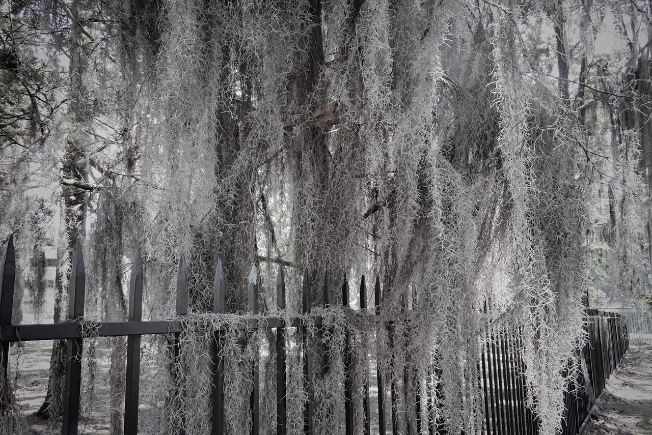 Moss Point