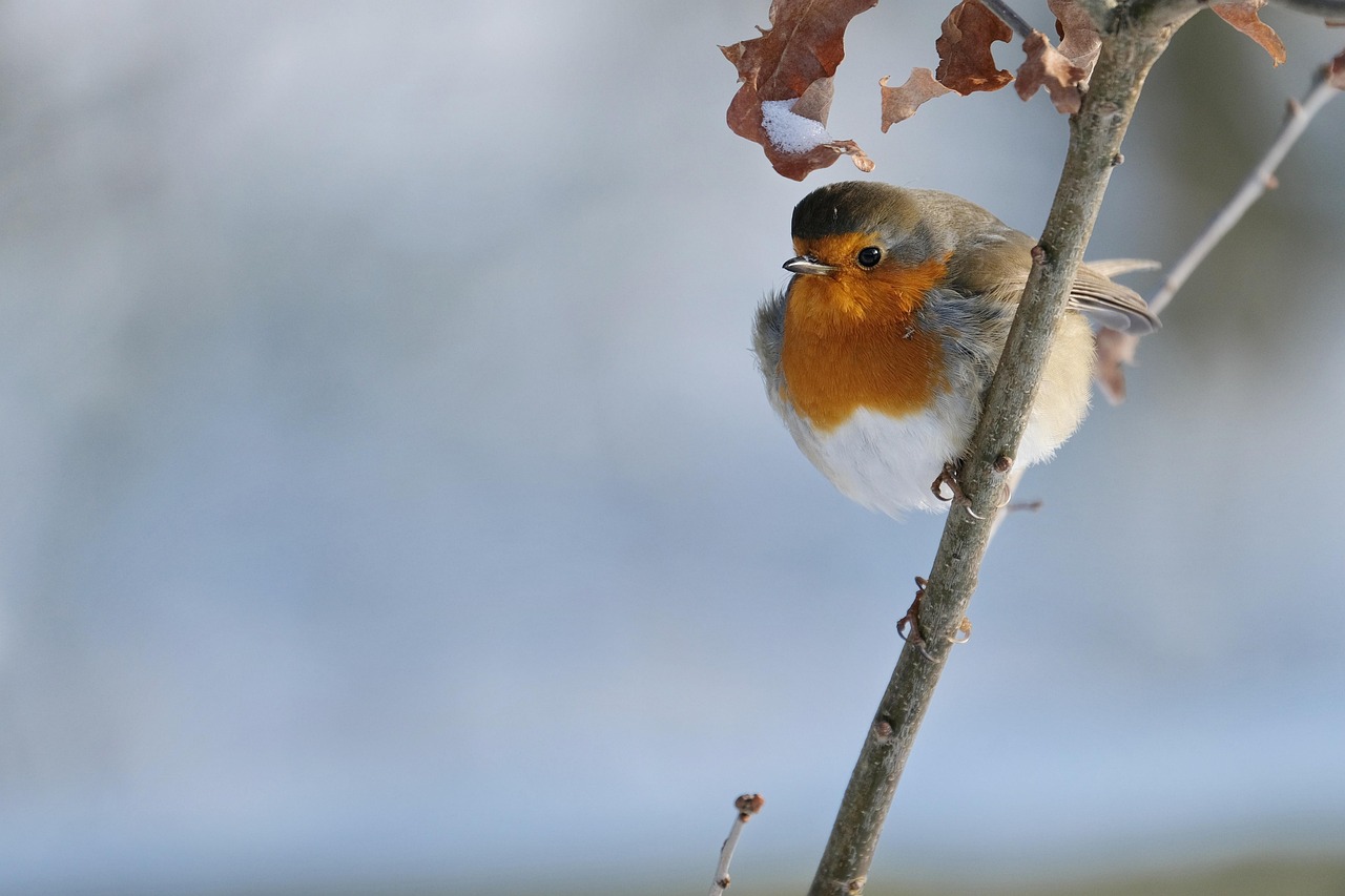 Robins