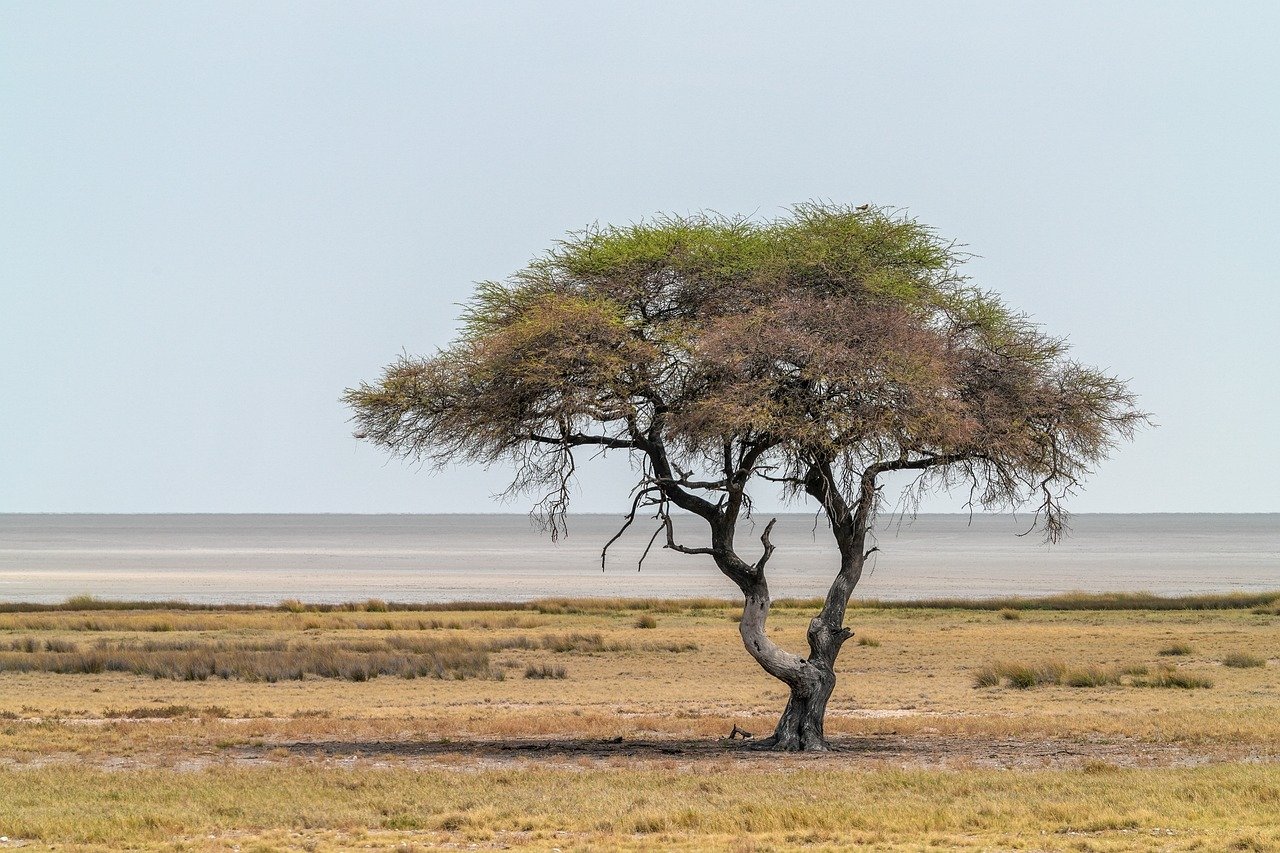 San Acacia