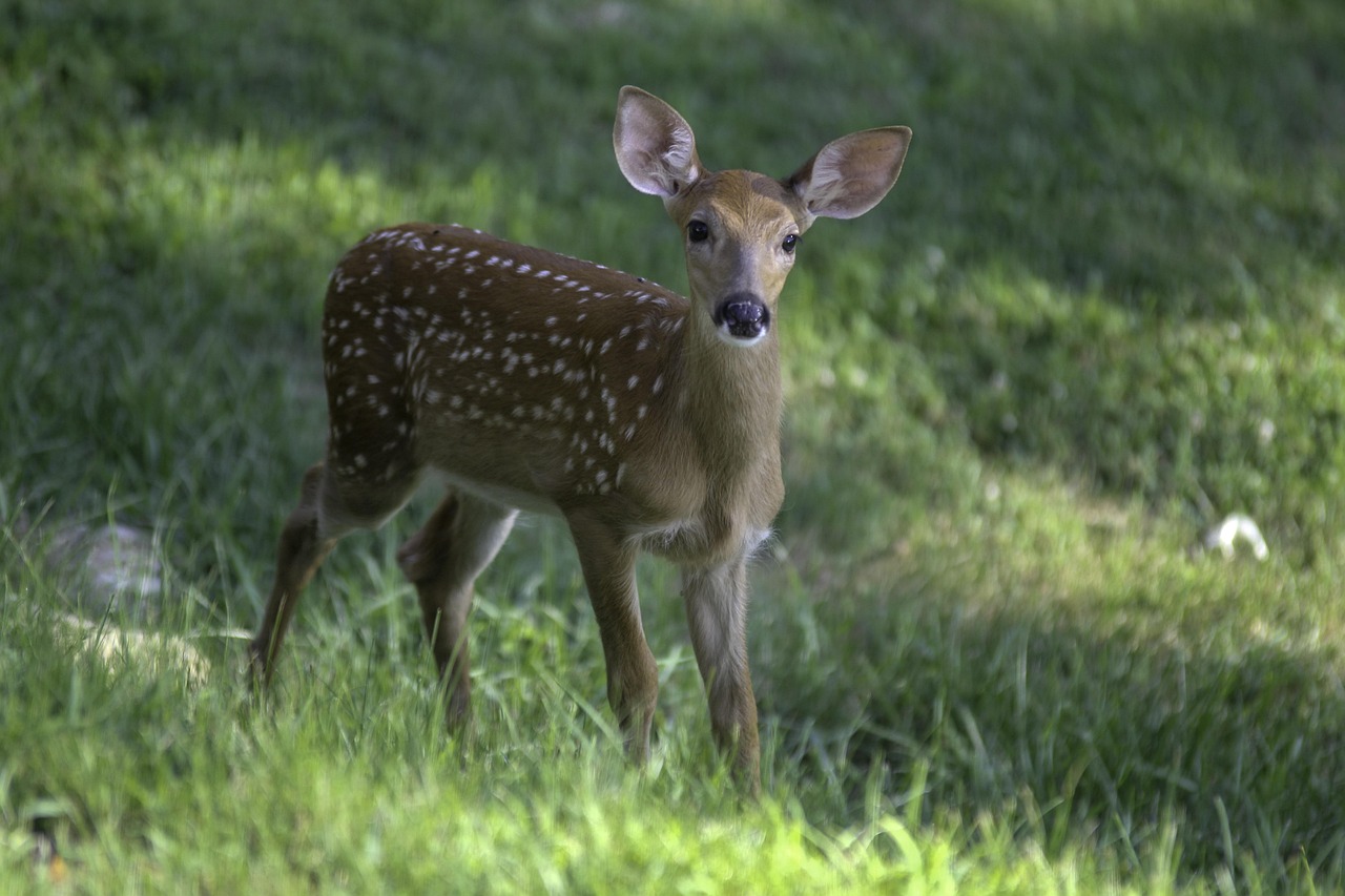 Shady Spring