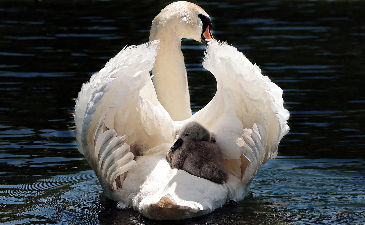 White Swan